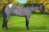 Horse Color:Blue Roan Appaloosa 