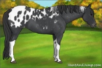 Horse Color:Blue Roan Tobiano Blanket 