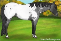 Horse Color:Blue Roan Near Fewspot 