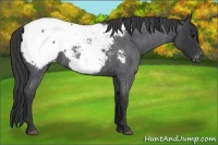 Horse Color:Blue Roan Snowcap 