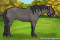 Horse Color:Grullo 