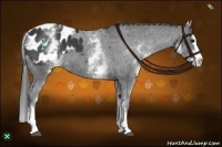 Horse Color:White Spotted Black Splash Appaloosa 