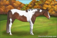 Horse Color:Liver Chestnut Sabino Tobiano 