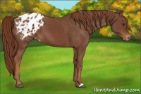 Horse Color:Chestnut Appaloosa 