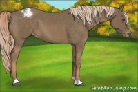 Horse Color:Chocolate Palomino Varnish 