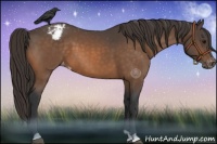 Horse Color:Buckskin Varnish 