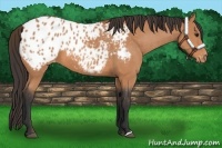 Horse Color:Bay Appaloosa