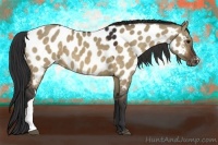 Horse Color:Brown Dun Appaloosa 