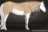 Horse Color:Silver Classic Champagne Roan Splash Rabicano 