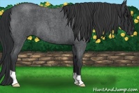 Horse Color:Blue Roan