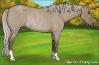 Horse Color:Silver Grullo Roan Rabicano 
