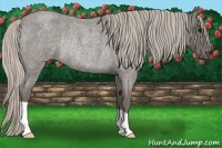 Horse Color:Silver Blue Roan Rabicano 