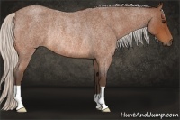 Horse Color:Silver Bay Roan Rabicano 