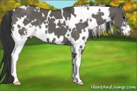 Horse Color:White Spotted Grullo Sabino