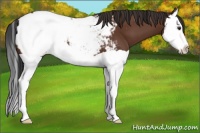 Horse Color:Bay Splash Snowcap
