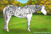 Horse Color:Brown Splash  and Brown Sabino Splash Appaloosa 