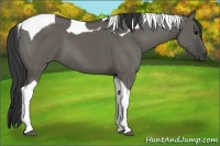 Horse Color:Grullo Tobiano 