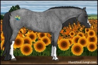 Horse Color:Blue Roan 