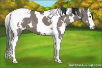 Horse Color:White Spotted Grullo Splash Tobiano