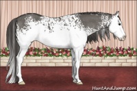 Horse Color:White Spotted Grullo Splash Appaloosa 