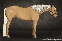 Horse Color:Palomino 