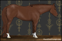 Horse Color:Gray Chestnut 