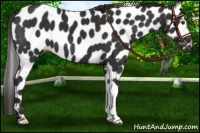 Horse Color:Liver Chestnut Appaloosa 