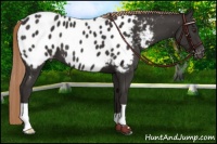 Horse Color:Liver Chestnut Appaloosa