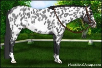 Horse Color:Blue Roan Frame Appaloosa 