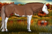 Horse Color:Chestnut Splash 
