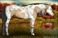 Horse Color:Bay Dun Splash Tobiano 