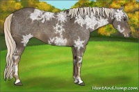 Horse Color:Chocolate Palomino Ice