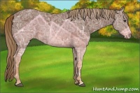 Horse Color:Chestnut Ice 