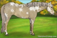 Horse Color:Chocolate Palomino Ice Dun 