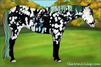 Horse Color:Painted White Spotted Buckskin Ice Appaloosa 