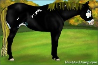 Horse Color:Painted White Spotted Buckskin Ice Splash Frame Appaloosa 