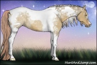Horse Color:Chocolate Palomino Dun Tobiano 