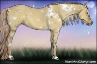 Horse Color:White Spotted Chocolate Palomino Dun 