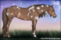 Horse Color:White Spotted Liver Chestnut 