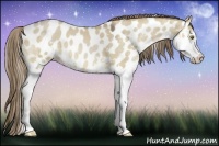 Horse Color:Liver Red Dun Sabino Splash Appaloosa