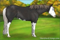 Horse Color:Liver Chestnut Splash 