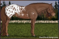 Horse Color:Chestnut Appaloosa 
