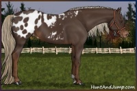 Horse Color:Liver Chestnut Appaloosa 