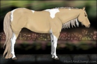 Horse Color:Palomino Dun Tobiano