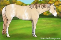 Horse Color:White Spotted Gold Champagne Dun 