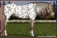 Horse Color:Liver Red Dun Appaloosa 