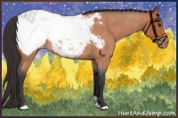 Horse Color:Bay Roan Snowcap 