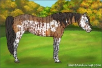 Horse Color:Bay Splash Frame  and Buckskin Splash Frame 