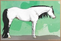 Horse Color:Brown Appaloosa