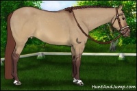 Horse Color:Chocolate Brown Dun Appaloosa 